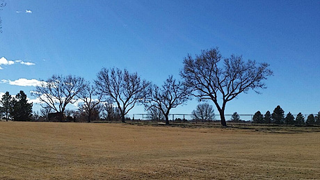 After winter tree pruning