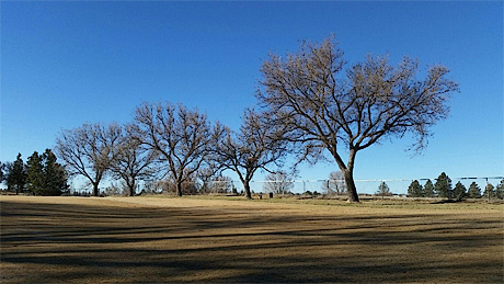 Before winter tree pruning