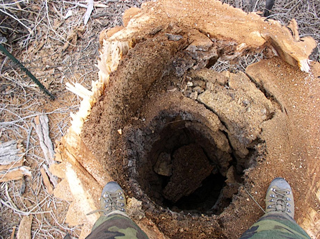 Stump Grinding