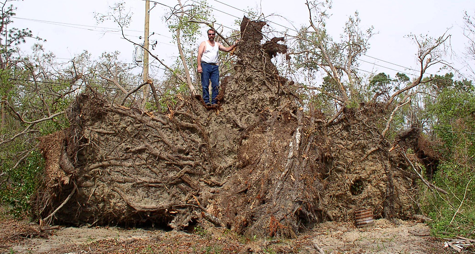 Stump Grinding