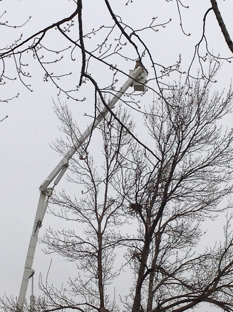 pruning the top of a tall tree