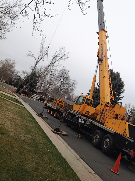 Tree Removal