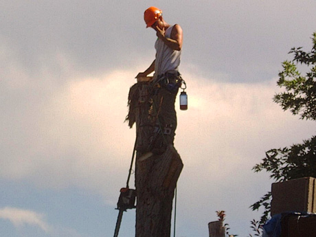 Tree Removal