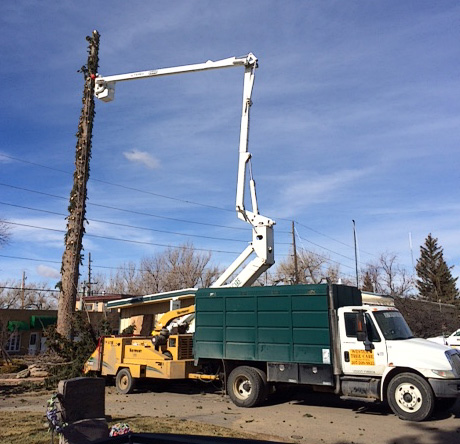 Tree Removal